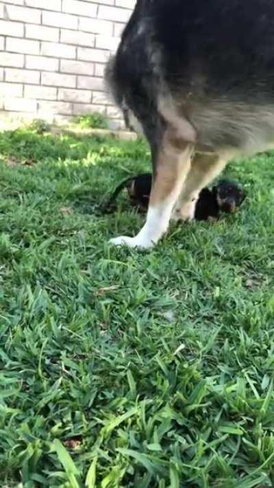 He’s so gentle with his new brother 😭❤️