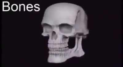 Bones