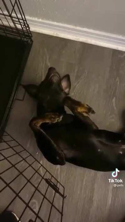 He plays dead so he doesn’t have to go in his crate