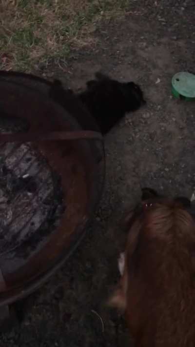 She loves dirt (sorry it was getting dark)