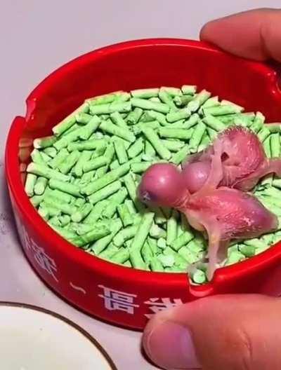 So cute new chicks 🐣🐥This is what bird lover looking for