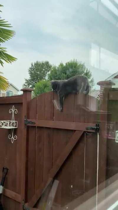 Ignore my dirty window, but this is my silly girl attempting to get across our thin-as-heck gate. She’s a goof.