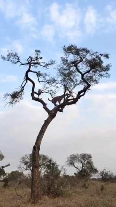 🔥 İncredible sighting of the Mashaba female Leopard chasing a monkey at the top of a Marula tree.