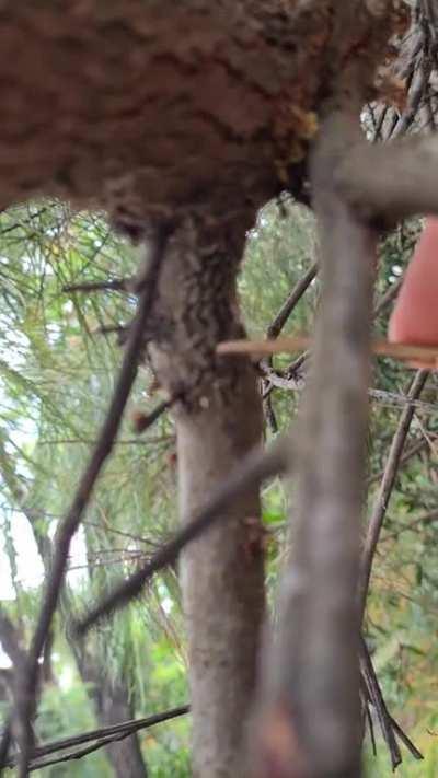 Can anyone tell me what these are?