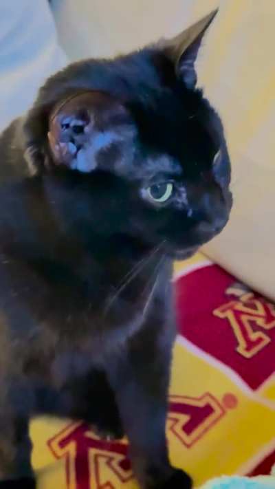 Goober Doober is displeased.