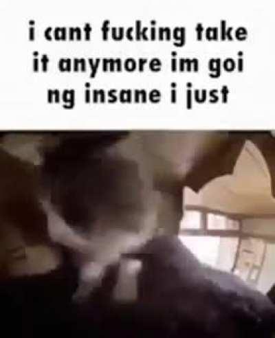 Funny cat meme but irl