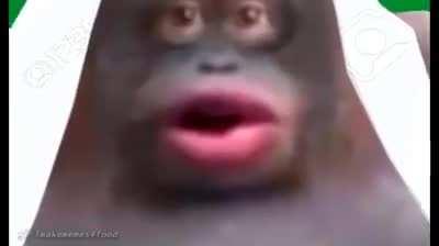 the adventures of monke and boy retard