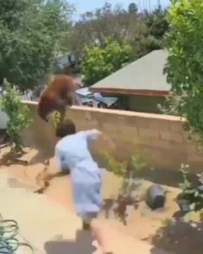 Fighting off a bear to save your dogs