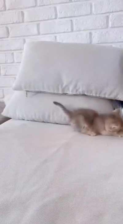 arrested by officer pillow! [Not OC]