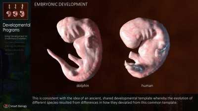 Side by side comparison of a Dolphin and a Human embryo development. This short clip compares the development of the phylotypic stage between dolphins and humans.