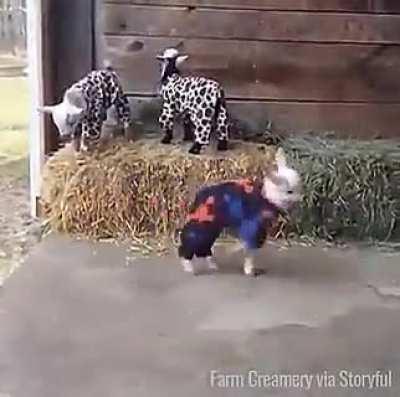 Goats in Pjs