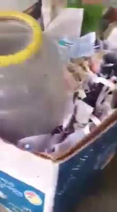 During a rainstorm, a mother rat repeatedly dives underwater to save her litter one-by-one before they drown.