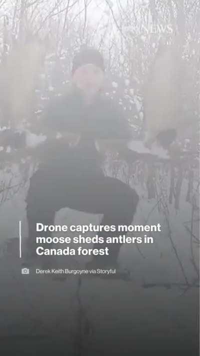 RARE SIGHTING: Drone footage captured the moment a moose shed both its antlers in a forest in New Brunswick. The wildlife enthusiast says capturing both antlers shedding is a “once-in-a-lifetime moment.”