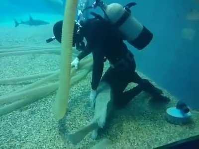 This boy just wanted some cuddles!