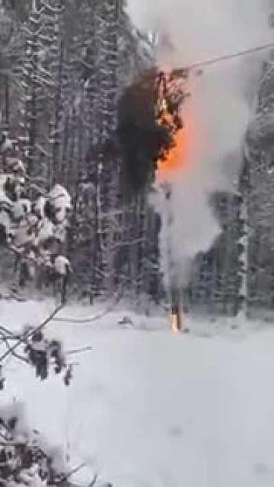 Just a burning tree in the forest