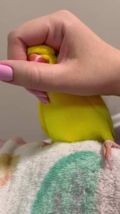 Twinkie is good at pika boo (@twinkietheparrot at TikTok)