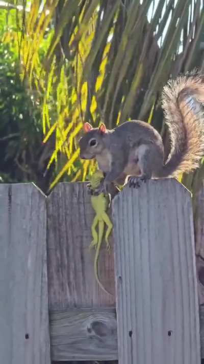 In California’s Briones Regional Park, researchers observed that ground squirrels, typically known for eating nuts and seeds, are now hunting, killing, and consuming small animals.