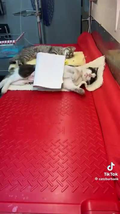 “Spayssembly Line”