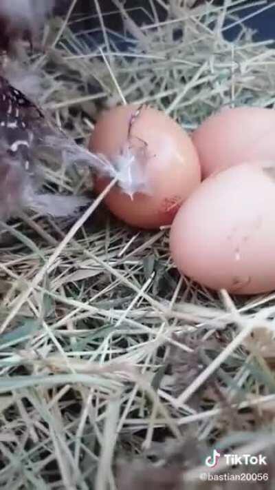 This is How Chickens Lay Eggs