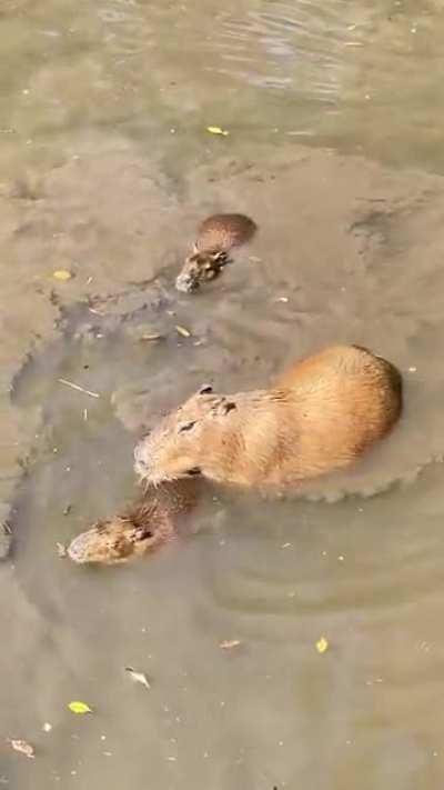 Babybaras enjoying a swim with mom