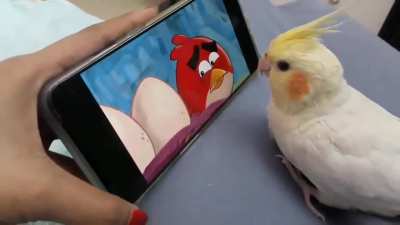 Birb watches Angry birds