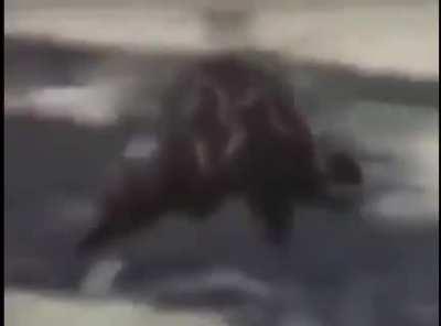 Monke on primitive bike