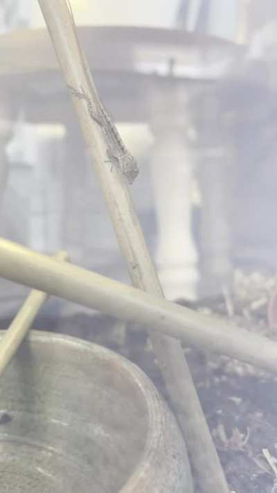 Rescue anole catching a fruit fly 🥰