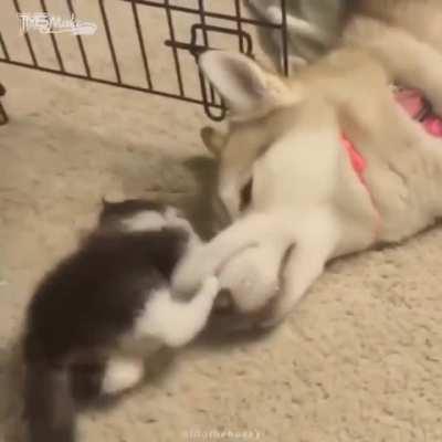 Kitty thinks she's a dog.