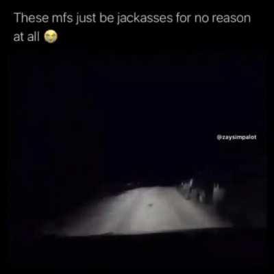 kangaroo jumping into zoom call 🥶🥶