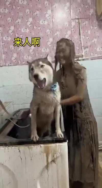 Have a dog they said