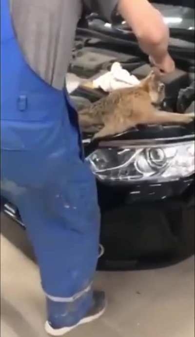 The Toyota and the Hare