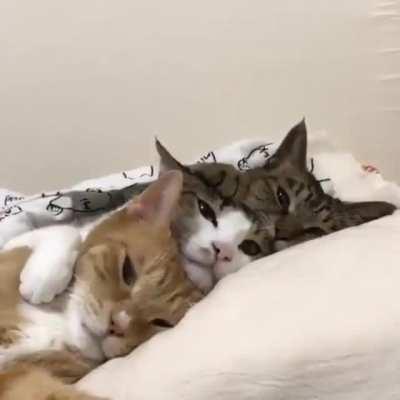 Cats cuddling and sleeping😻😻😻