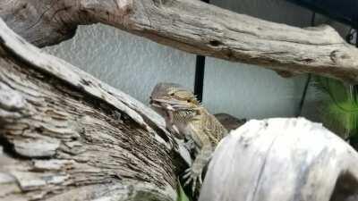 Her favorite treat, gone in seconds.