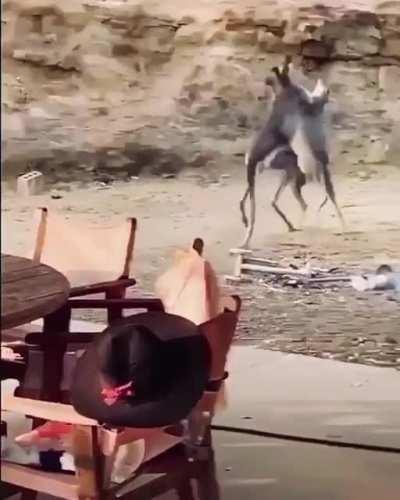 I've seen Kangaroo fights before but this one is a lil different...