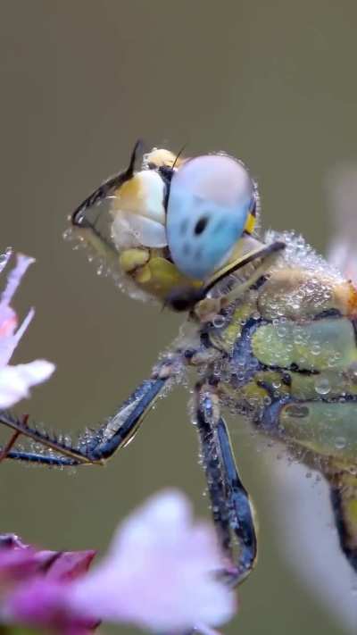 🔥 A dragonfly tidying itself