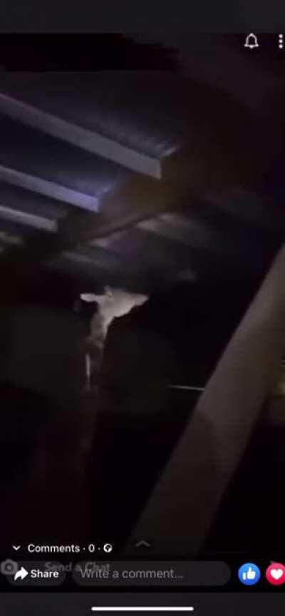 Breaking in to a zoo to scare animals and throw things at them.