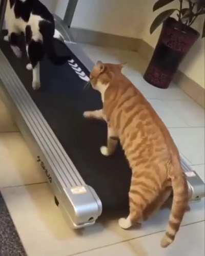 cat running on a treadmill