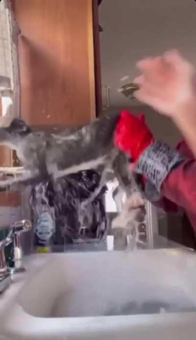 I don't have the fortitude to own a cat