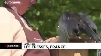 Six crows were trained to collect the butts thrown on the ground in France. Crows throw the cigarette butts they collect on the street into a machine and buy food from the machine as a reward.