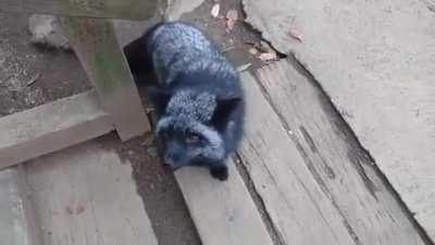 Just a couple of foxes harmonizing in a duet