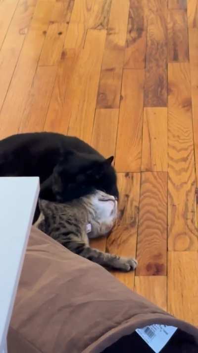 Why is my Resident Cat grooming, then biting on the new kitten?