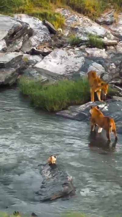 A family of Lions led by 2 stunning mothers crossing the river with a rare moment of one of the weaker cubs held in the mum’s mouth!