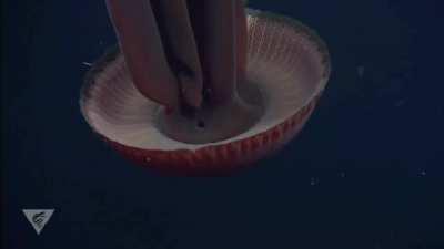 Stygiomedusa gigantea typically inhabits the ocean's midnight zone and has been seen as deep as 6,665 m (21,867 ft). It is considered one of the largest invertebrates, reaching a length of 10 m (33 ft).