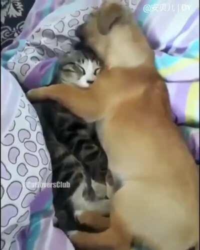dogGo HEARTlESsLY rIPs KitTEnS eAr ofF aNd CHeWS iT TO a bLooDy pulP