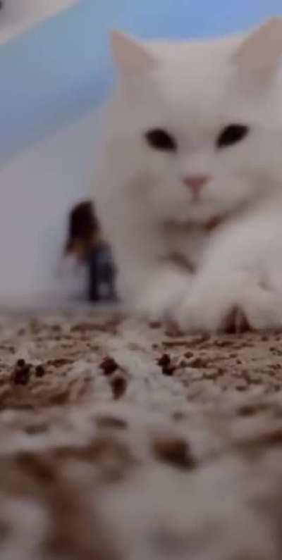 no one cares but here’s a 13 second video of my cat cutely ruining my carpet