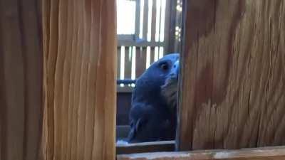 Griffith right after Eclipse