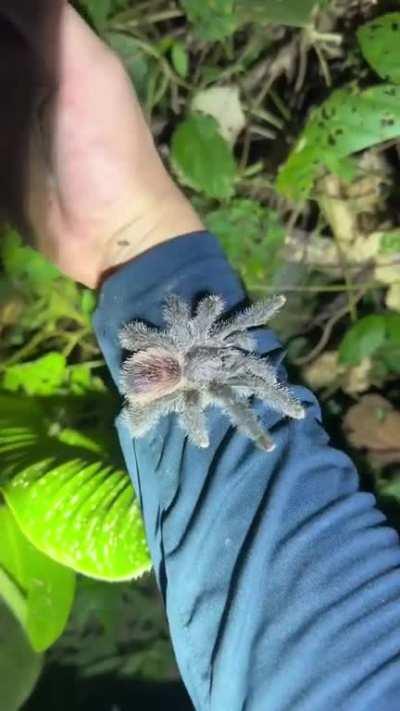 The same Florida man playing with death, Part 932.