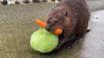 Here's a Beaver carrying a carrot and a cabbage back to his home