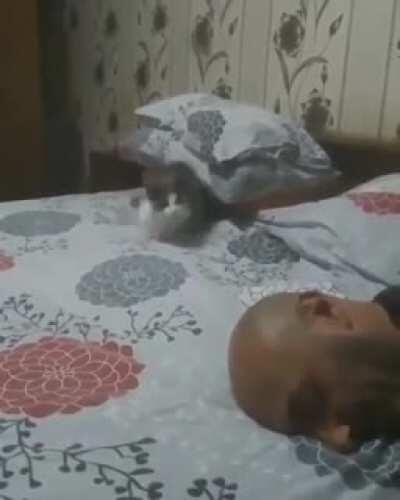 See hooman ,I 'm dead.