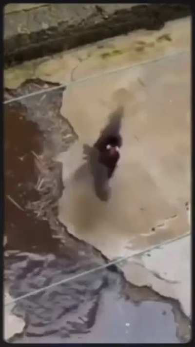 Quero comprar o manga